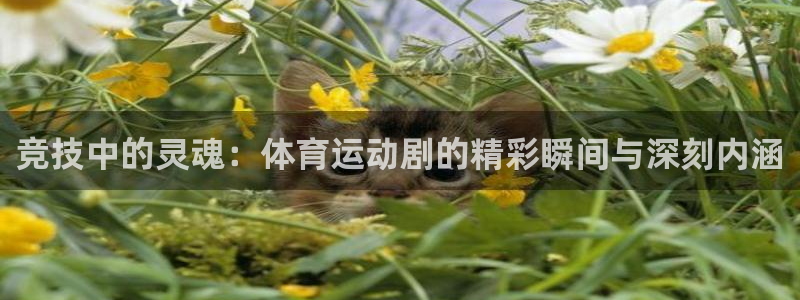 77体育：竞技中的灵魂：体育运动剧的精彩瞬间与深刻内涵